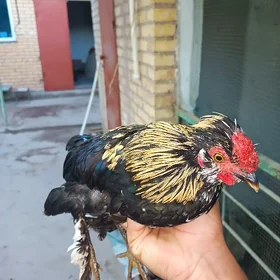 yaponcik horaz