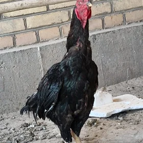horaz