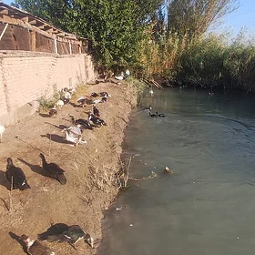 мускус ордеклер