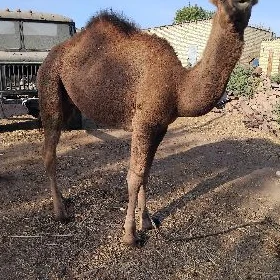 owşuk