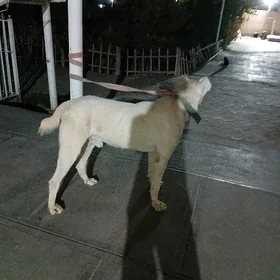 Akguş