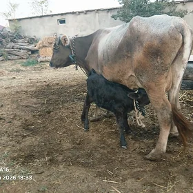 Şwes göleli sygyr.