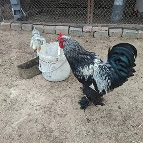 horoz brama