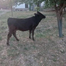 Göle