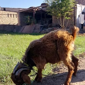 Teke owgan mitis