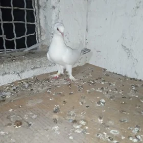 kepderi