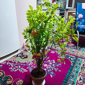 комнатные цветы