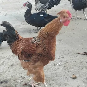 horaz induk indugutga ördek