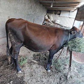 bogaz sygyr