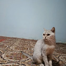 paroda pişik