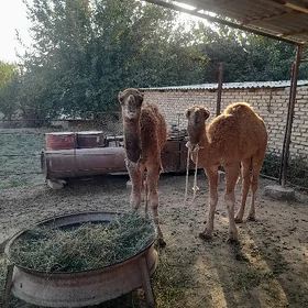 köşek
