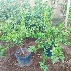 limon