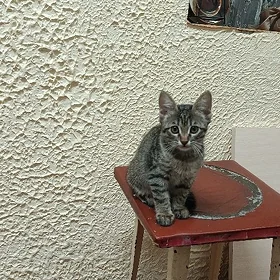Продам котят