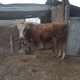 Göle