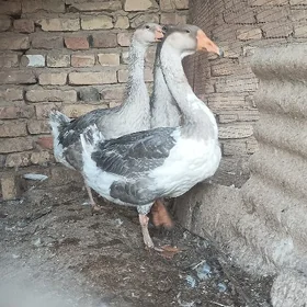 Gazlar