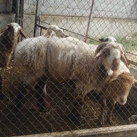 Goç