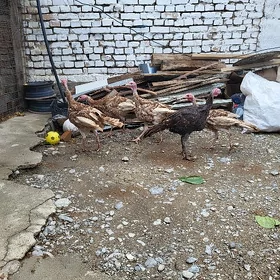 owgan iduk