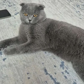Шотландский кот
