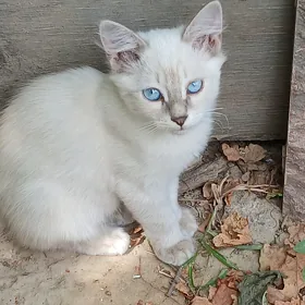 котята