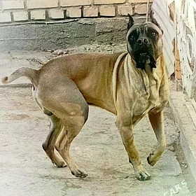 kane korsa