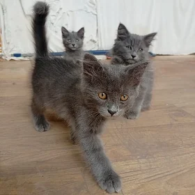 Котята, pişijikler