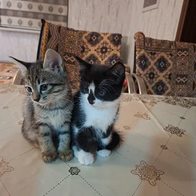 pişik