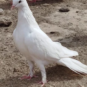 kepderi