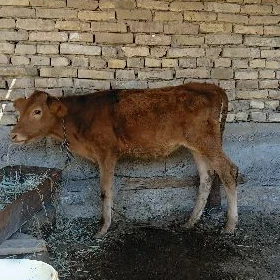 okuzce