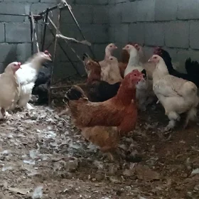 balakly towk