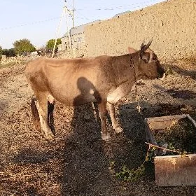 Sygyr bogaz 1 aylyk