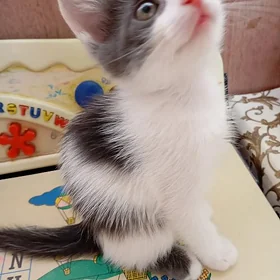 Котенок