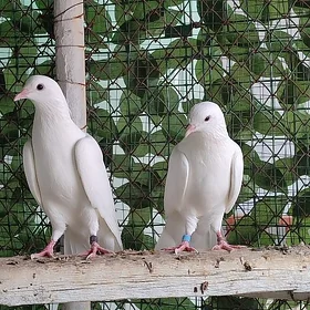 kepderı