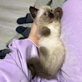котята pishik
