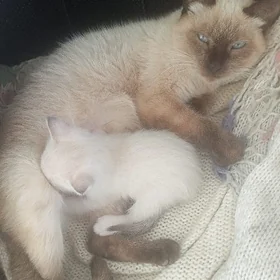 Сиамский котенок