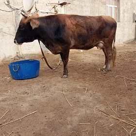 Sygyr paroda