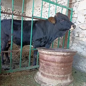 oküz