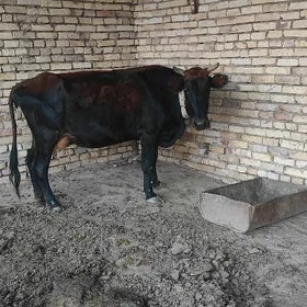 goleli sygyr
