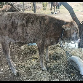 sygyr göle