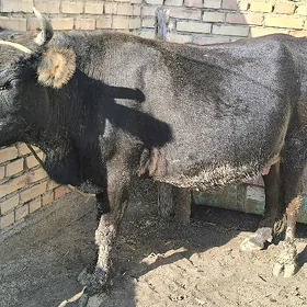 goleli sygyr
