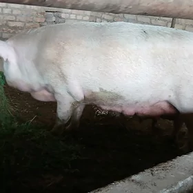 doñuz