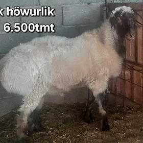 goyun goç