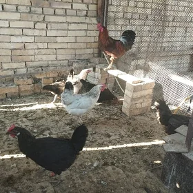 Towuk Horaz🐔
