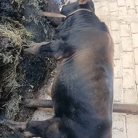 Öküz
