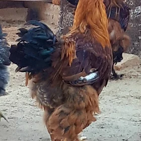 brama horaz orginal