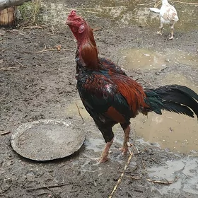 Deken horaz