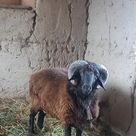 Goç