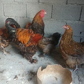 brahma Brahma