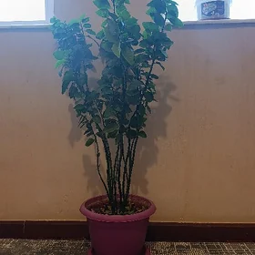 uly plasmasa menzeş gül
