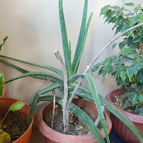 Aloe