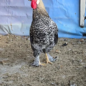 Brama Horozlar